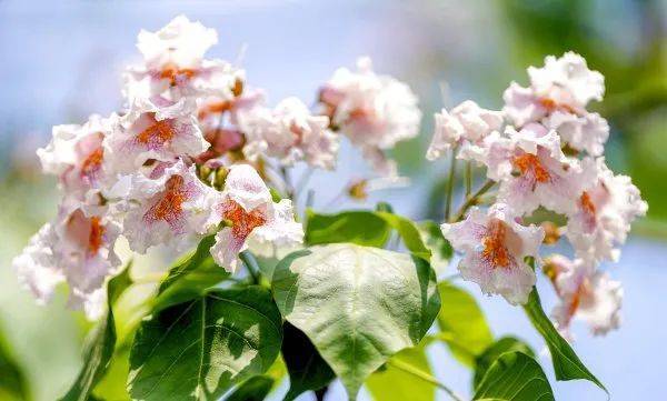 皇冠信用網在哪里开通
_武汉这条路上大量出现皇冠信用網在哪里开通
,长达1米!到底是啥?