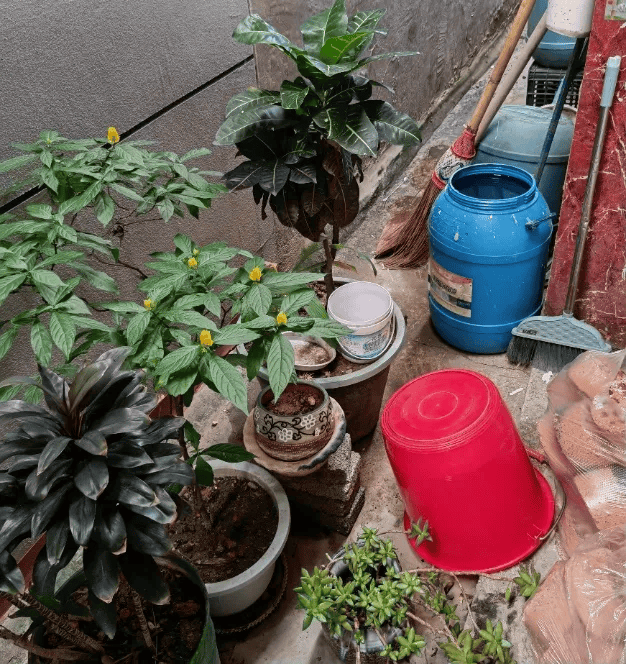 皇冠信用网账号注册
_家里的这几个地方皇冠信用网账号注册
,正悄悄“养”出花斑蚊!快自查→