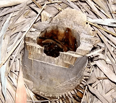 皇冠信用网账号注册
_家里的这几个地方皇冠信用网账号注册
,正悄悄“养”出花斑蚊!快自查→